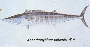 Acanthocybium solandri